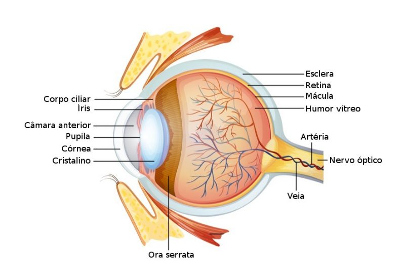 A Magia da Visão: Explorando a Fascinante Anatomia do Olho Humano